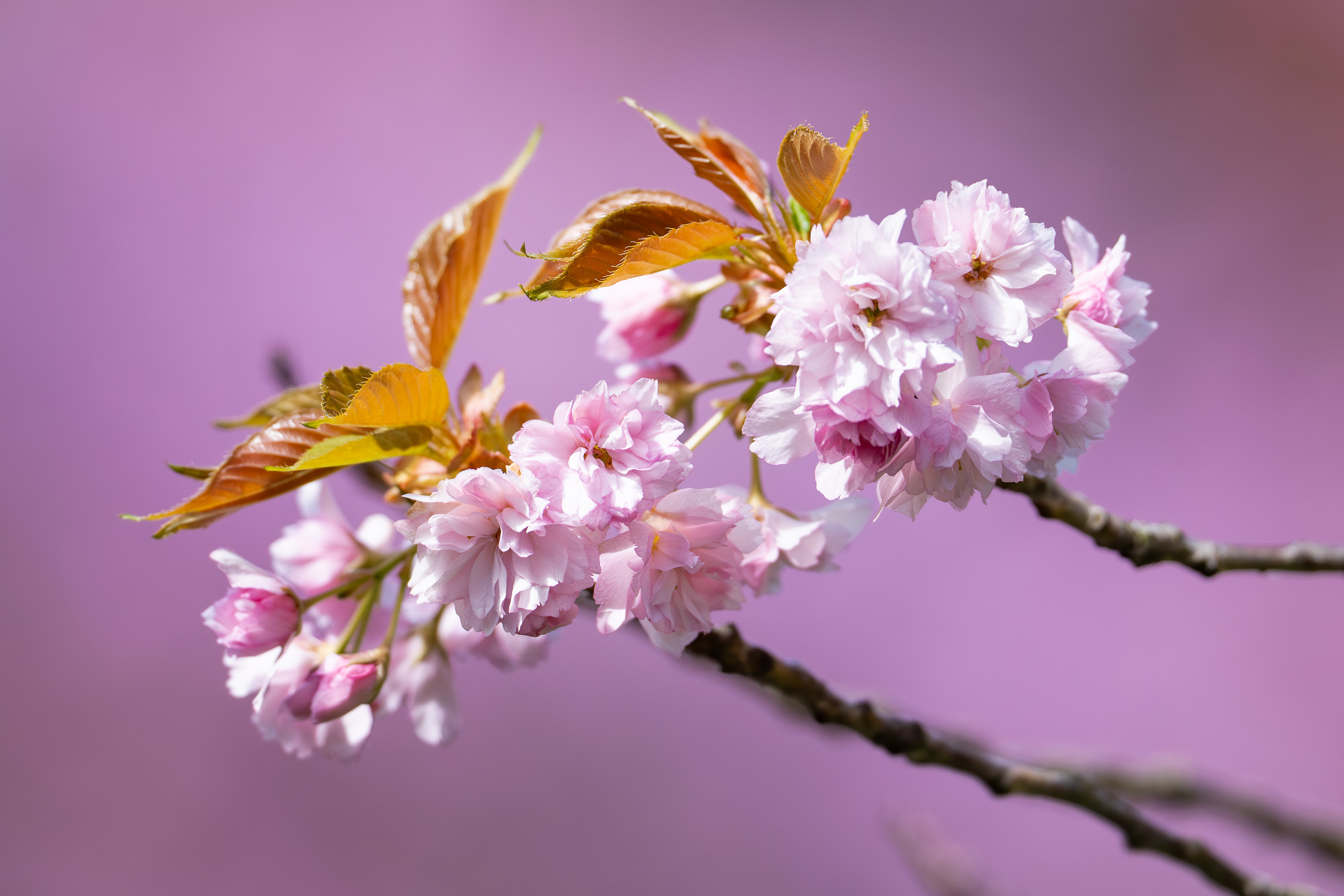 Spring in Pink